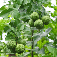 Charger l'image dans la galerie, Huile essentielle zeste de bergamote