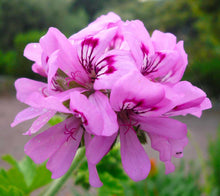Charger l'image dans la galerie, Huile essentielle géranium rosat