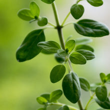 Charger l'image dans la galerie, Huile essentielle marjolaine à coquilles