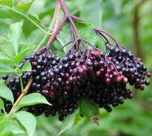 Charger l'image dans la galerie, Baies de sureau biologique