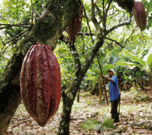 Charger l'image dans la galerie, Tablette de chocolat umano