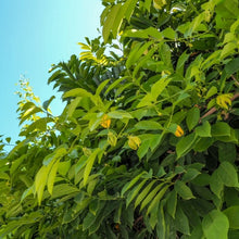 Charger l'image dans la galerie, Huile essentielle ylang-ylang complet