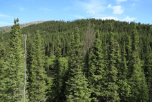 Charger l'image dans la galerie, Huile essentielle épinette noire