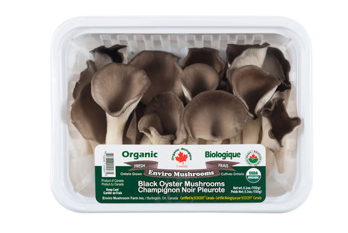 Champignon noir pleurote bio - Enviro mushrooms