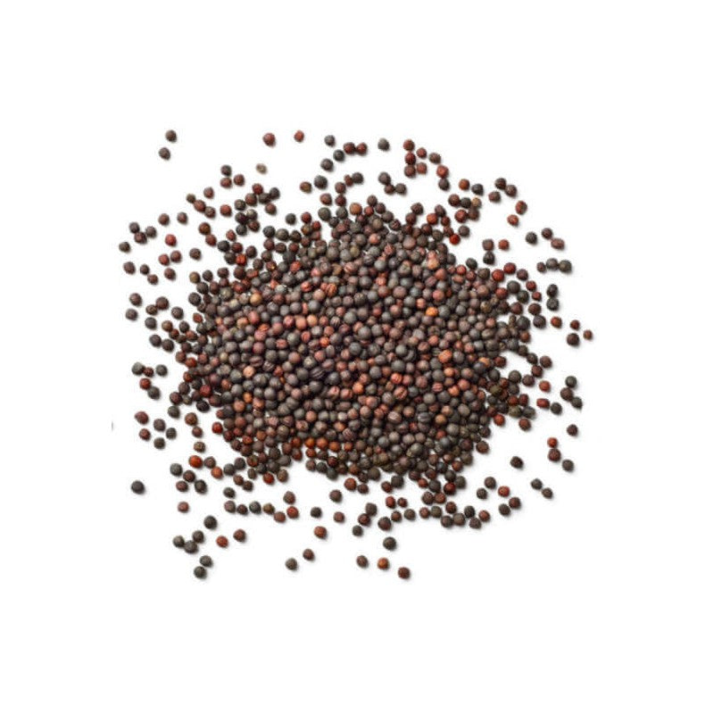 Graine de moutarde brunes biologique 