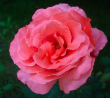 Charger l&#39;image dans la galerie, Rose de damas biologique
