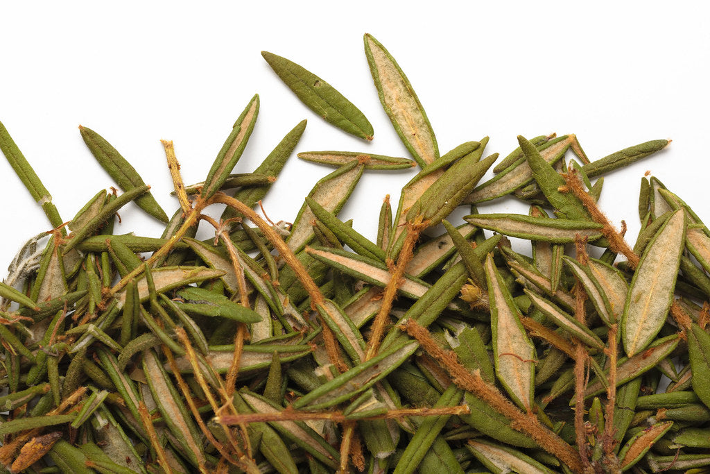 Tisane thé du labrador grade 1 camellia sinensis