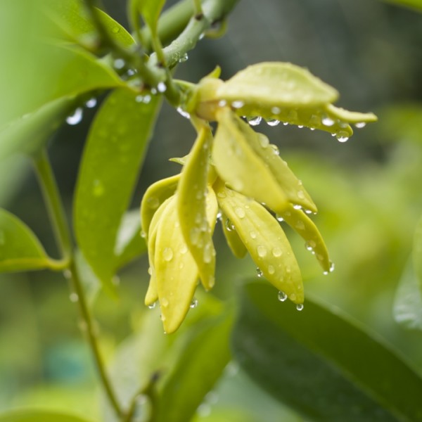 Huile essentielle ylang-ylang complet